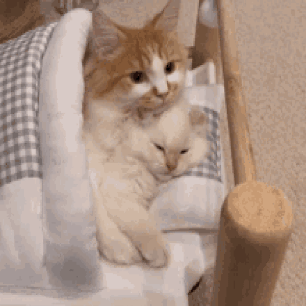 CozyNest Foldable Pet Cave