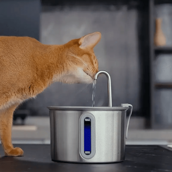 CatFlow Stainless Water Fountain
